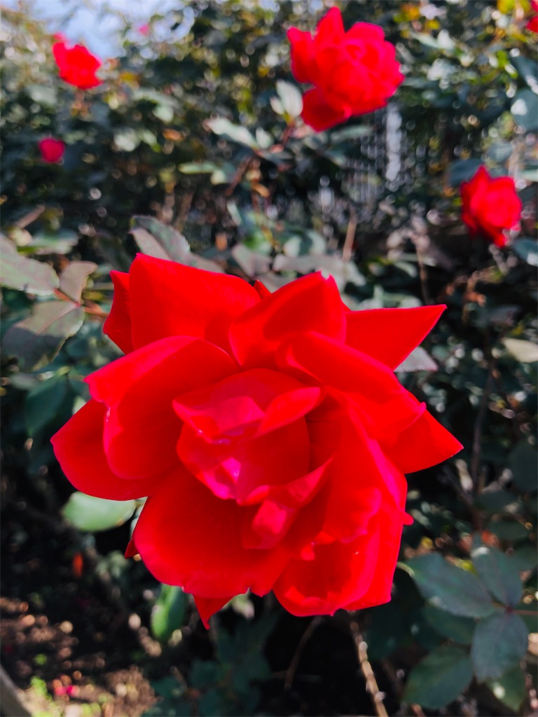 f:id:megmikke:20181214002031j:image