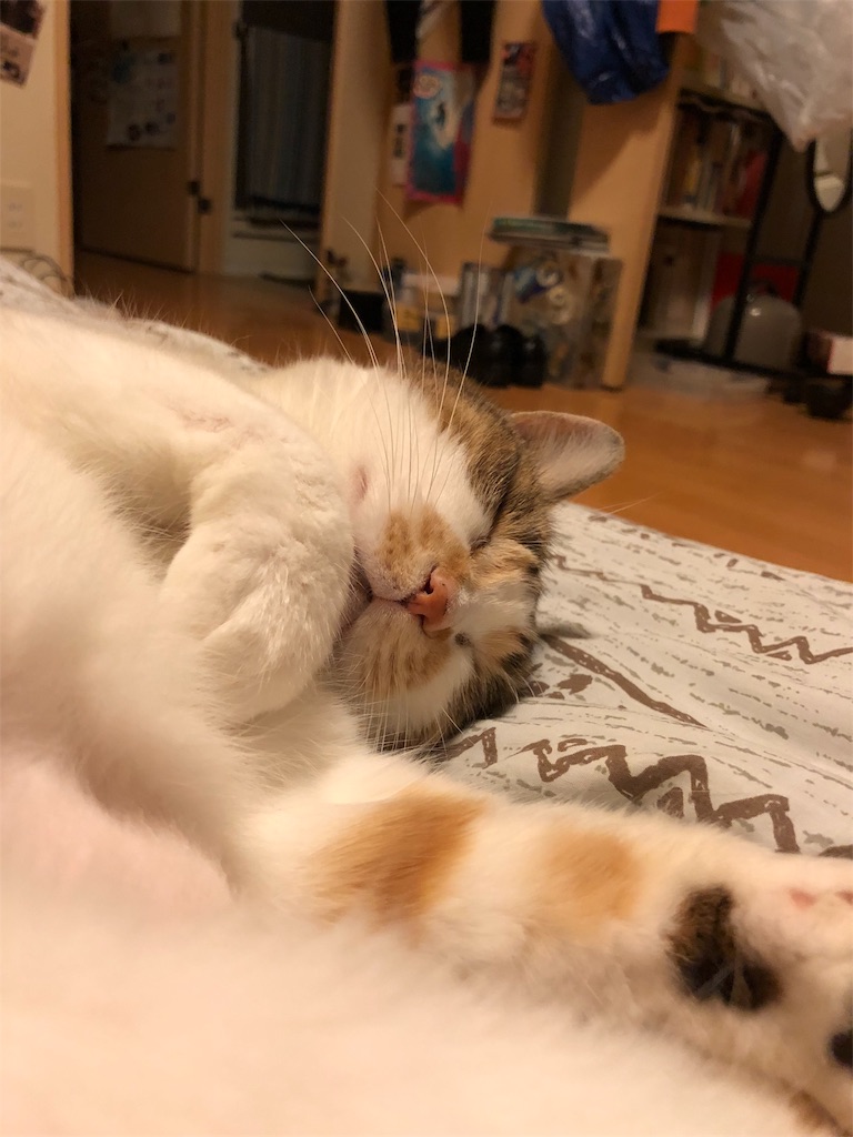 f:id:megmikke:20181218002150j:image