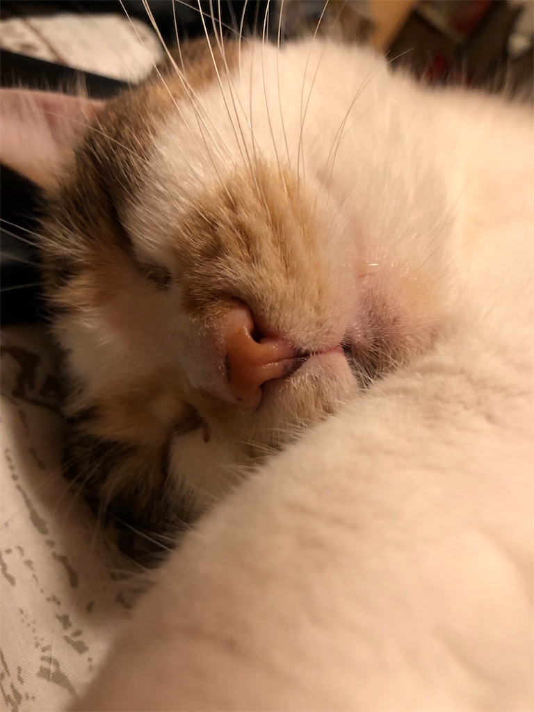f:id:megmikke:20181218002235j:image