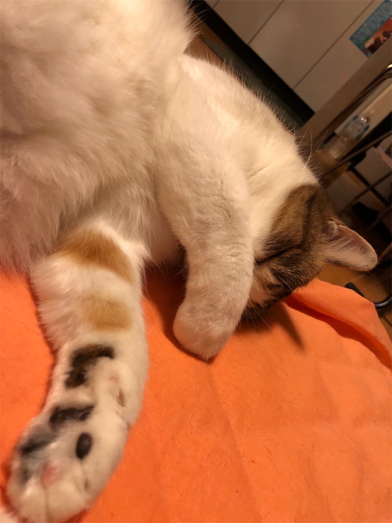 f:id:megmikke:20181218002239j:image