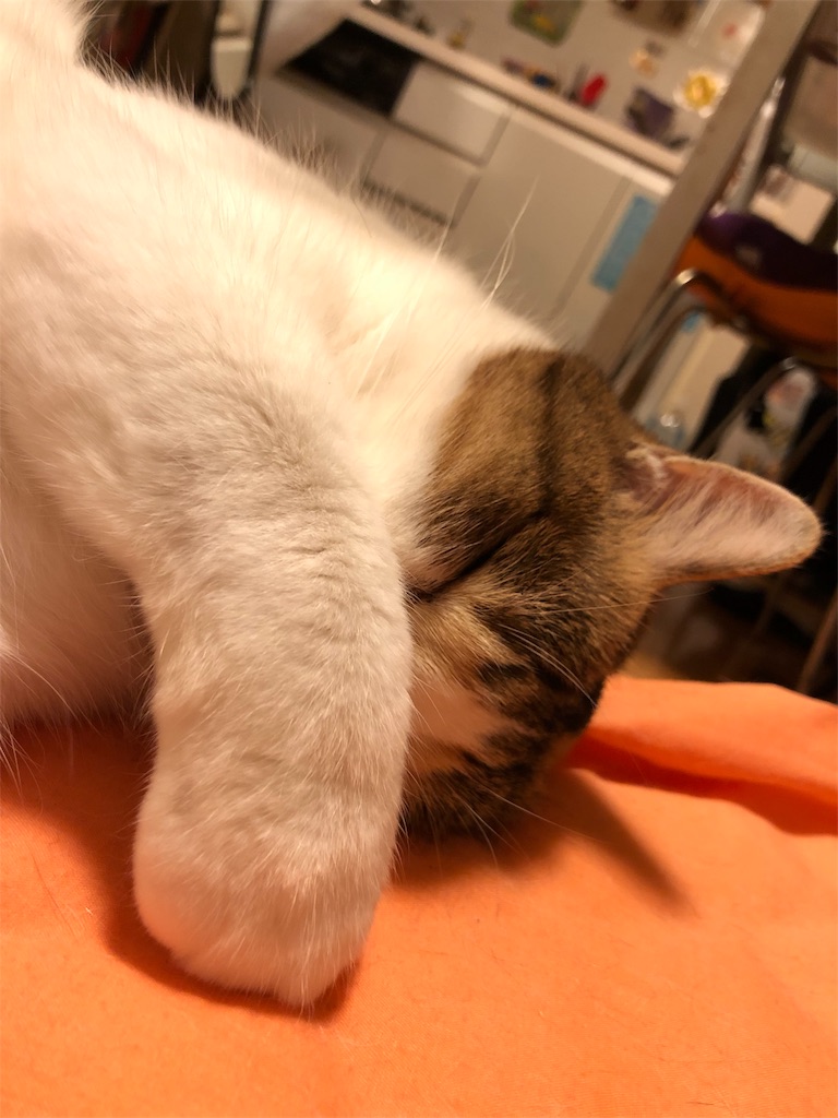 f:id:megmikke:20181218002243j:image