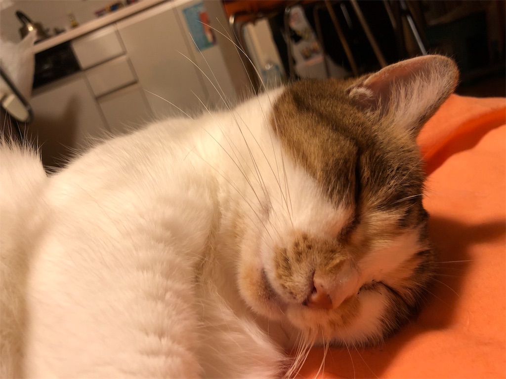 f:id:megmikke:20181218002308j:image