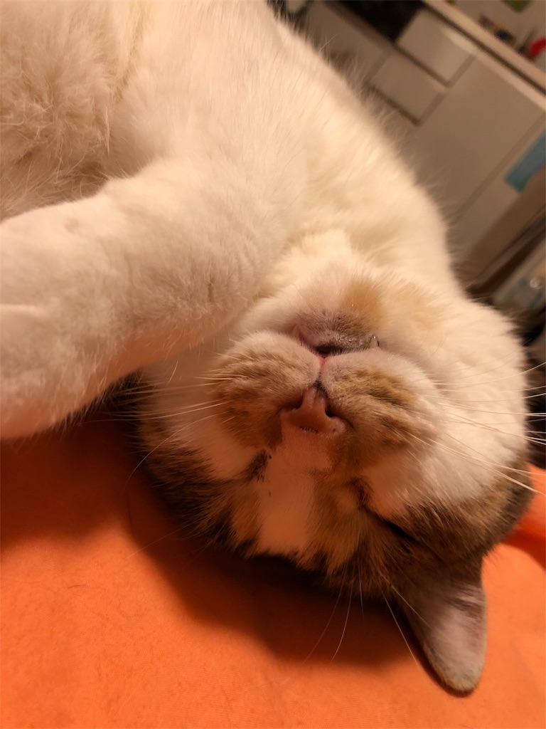 f:id:megmikke:20181218002315j:image