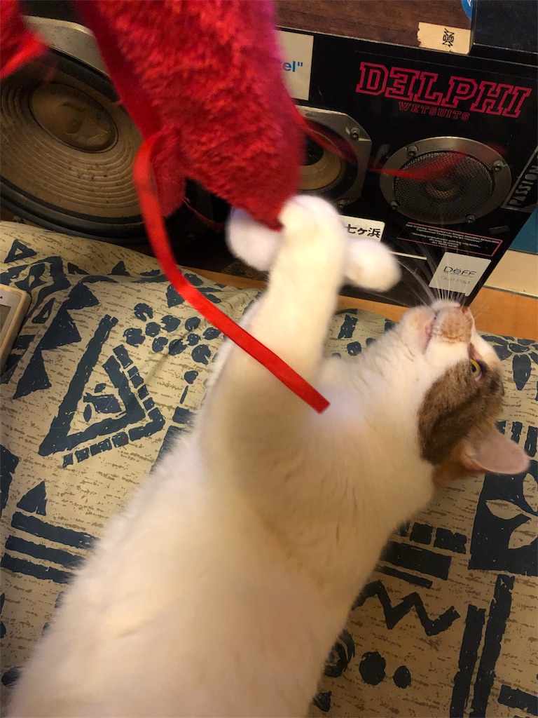 f:id:megmikke:20181219001210j:image