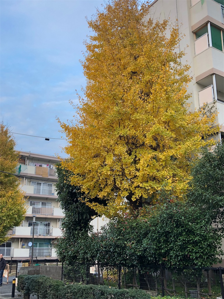 f:id:megmikke:20190125231226j:image