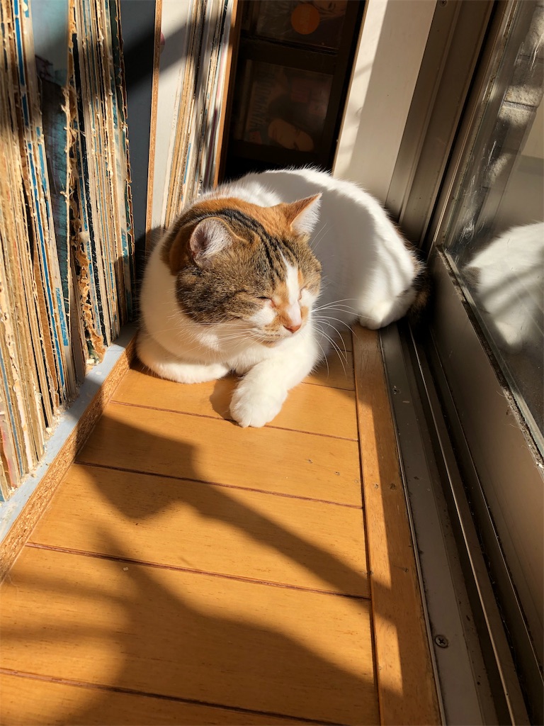 f:id:megmikke:20190227232037j:image