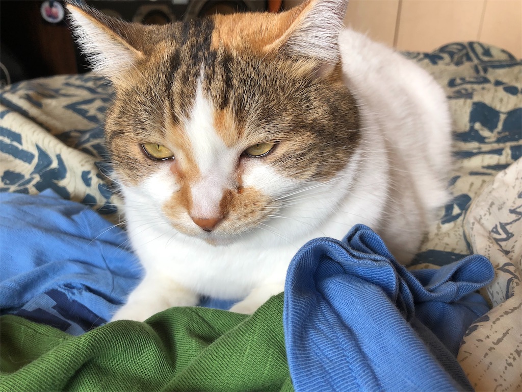 f:id:megmikke:20190227232144j:image