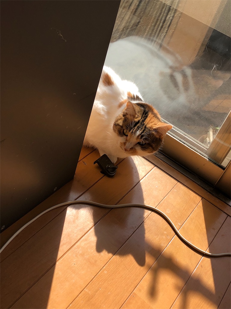 f:id:megmikke:20190227232149j:image