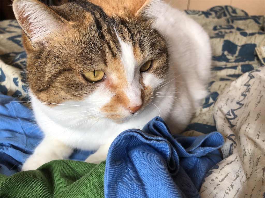 f:id:megmikke:20190227232154j:image
