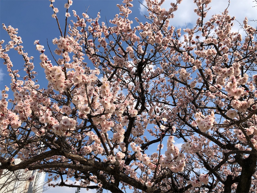 f:id:megmikke:20190323225731j:image