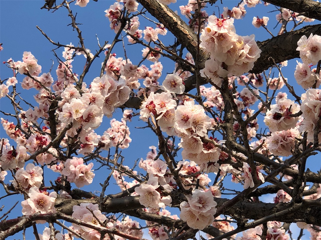 f:id:megmikke:20190323225735j:image