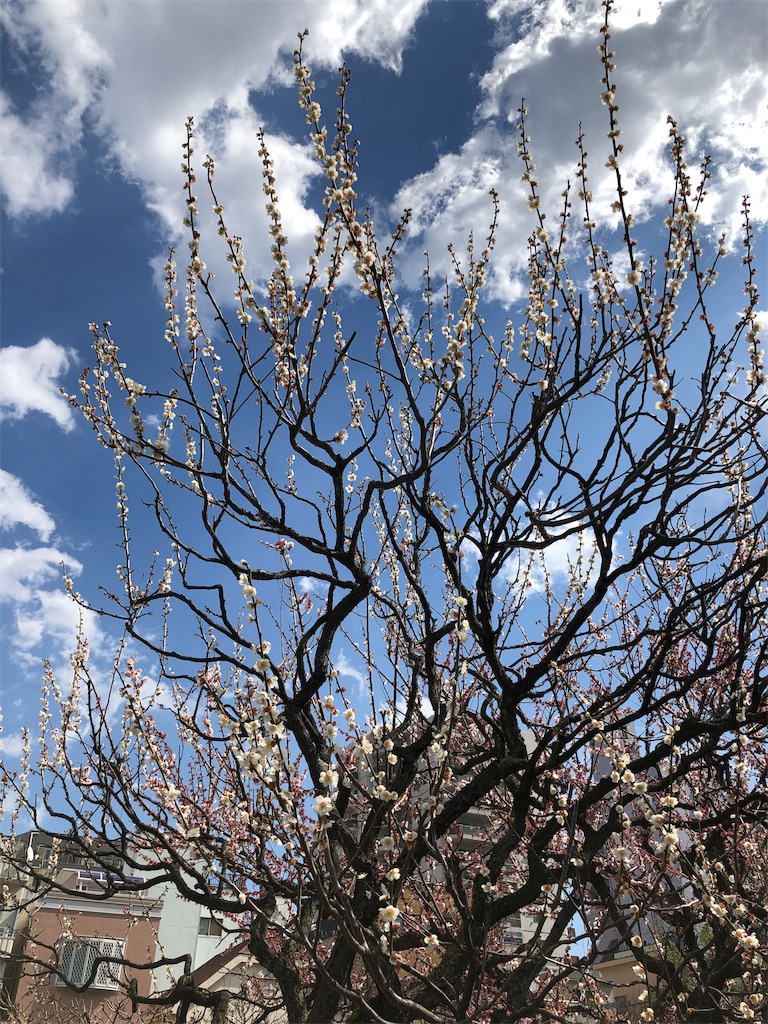 f:id:megmikke:20190323231414j:image