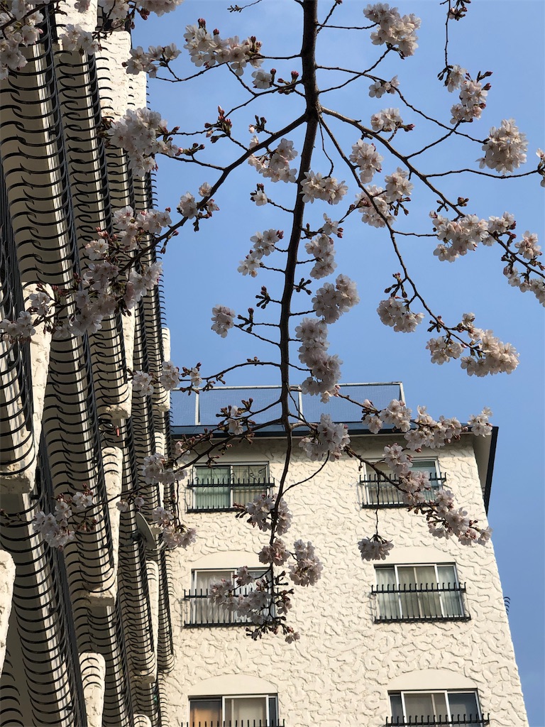 f:id:megmikke:20190406174145j:image