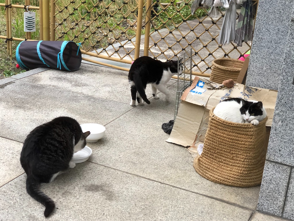 f:id:megmikke:20190630221716j:image
