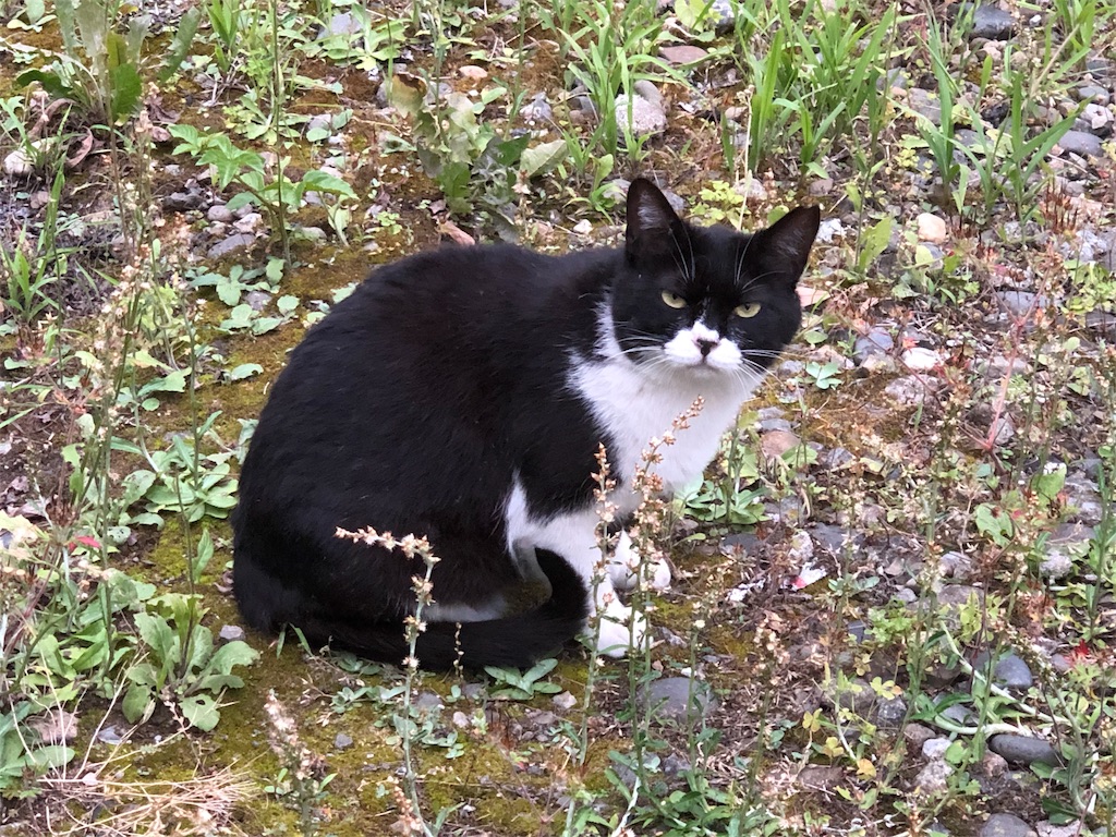 f:id:megmikke:20190630221724j:image