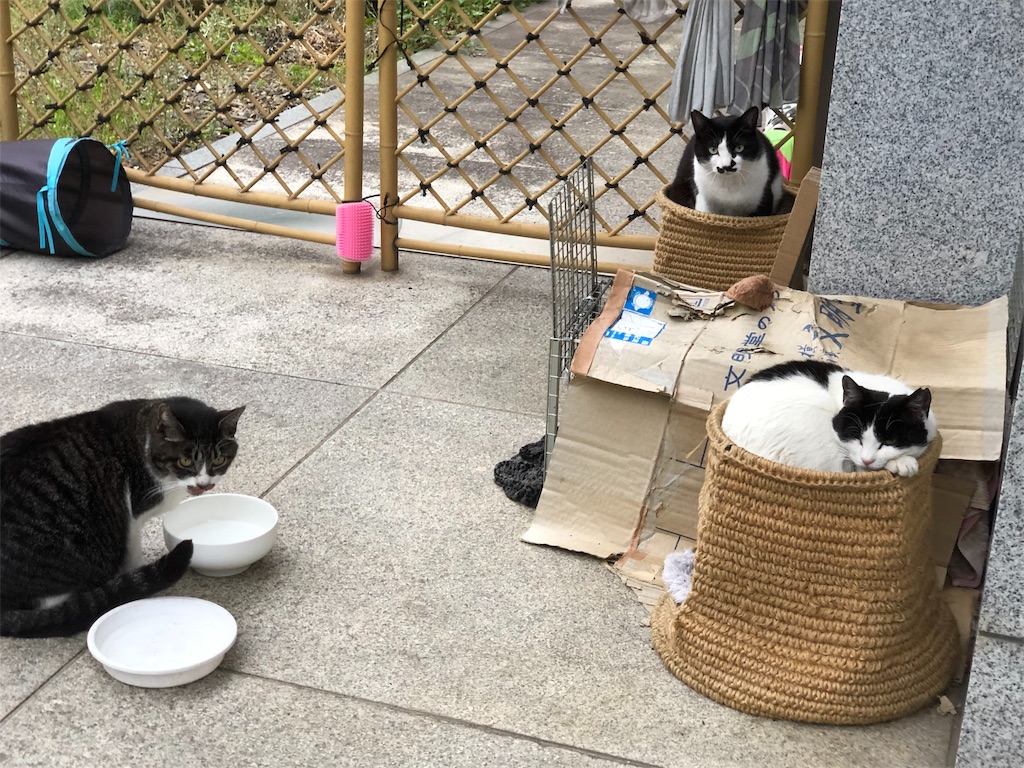 f:id:megmikke:20190630221737j:image