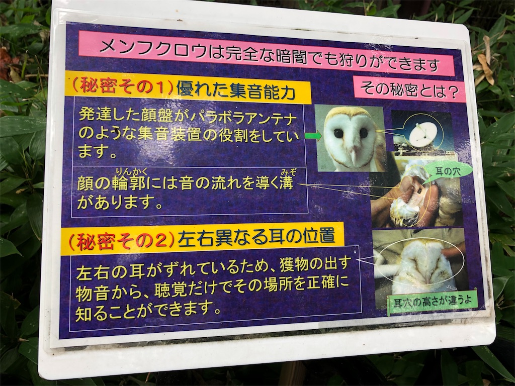 f:id:megmikke:20190921141245j:image