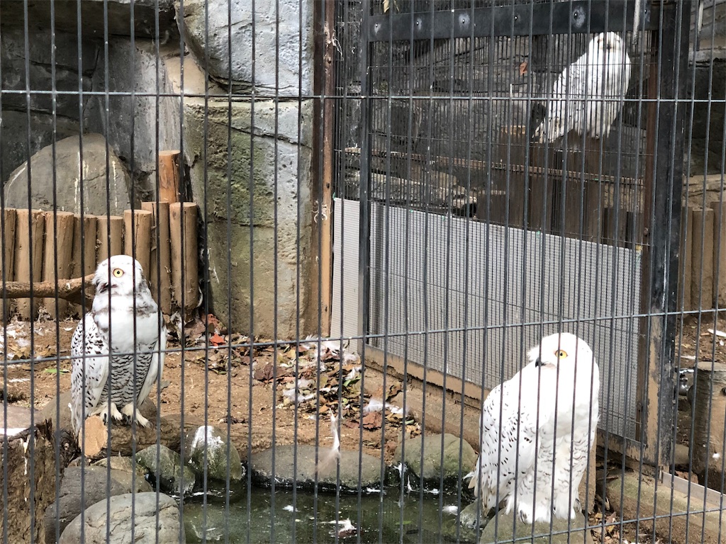 f:id:megmikke:20190921141257j:image