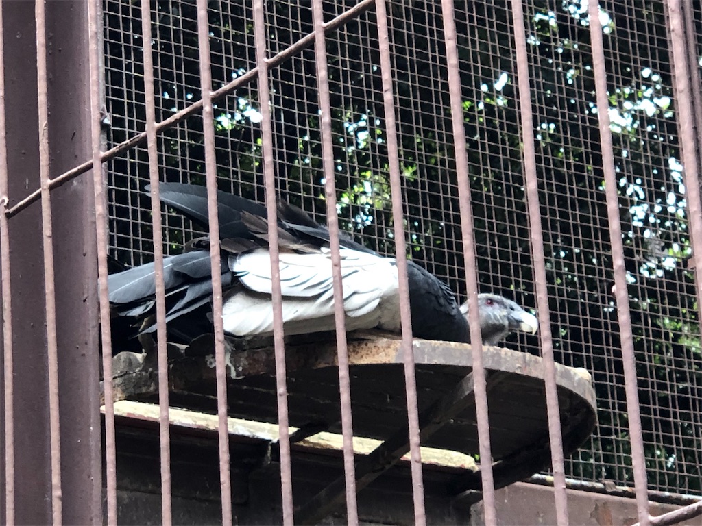 f:id:megmikke:20190921141302j:image