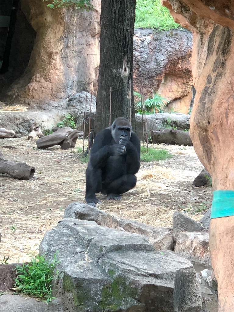 f:id:megmikke:20190921141937j:image