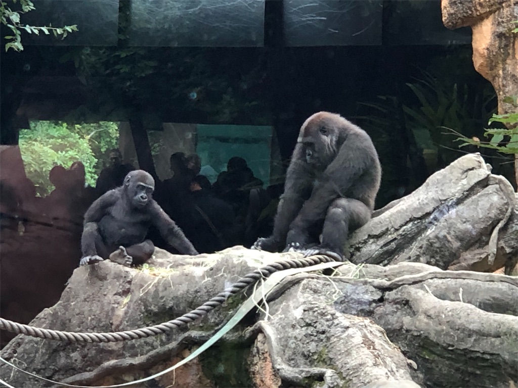 f:id:megmikke:20190921142309j:image