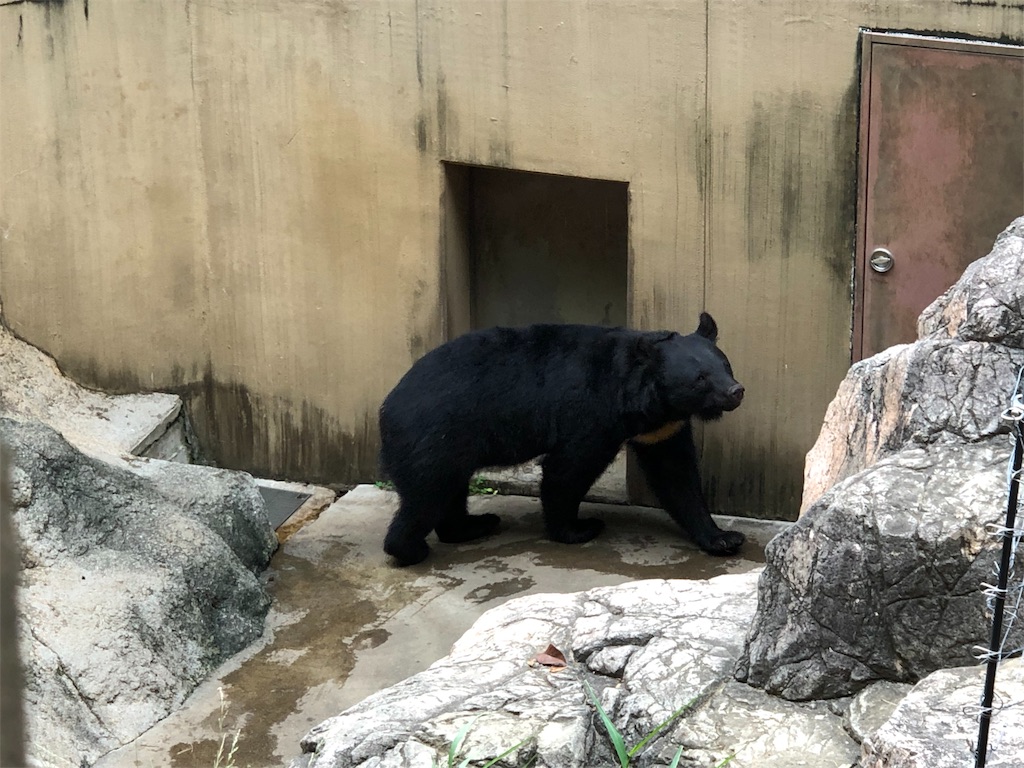 f:id:megmikke:20190921231846j:image