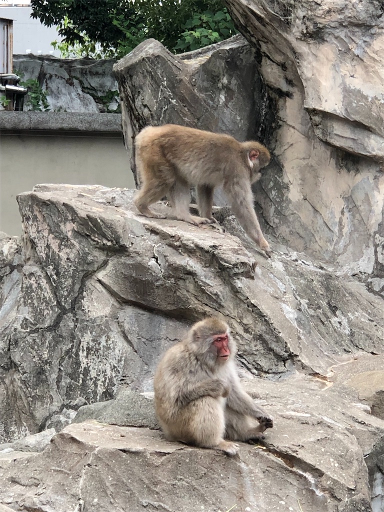 f:id:megmikke:20190921233541j:image