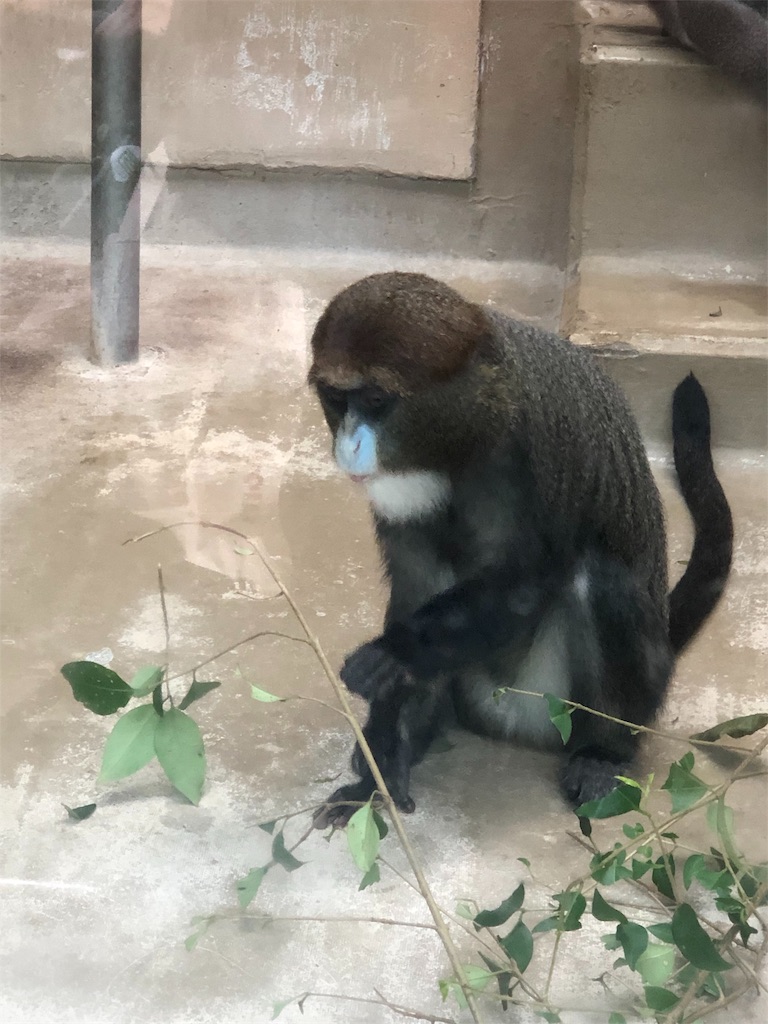 f:id:megmikke:20190921234353j:image