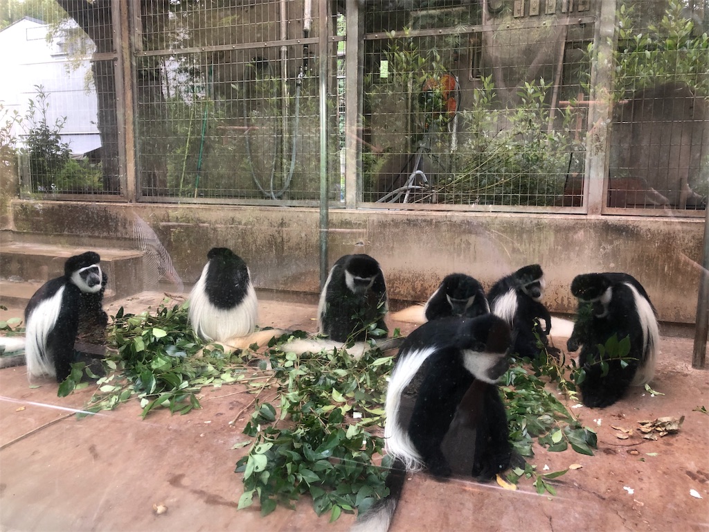 f:id:megmikke:20190921234357j:image