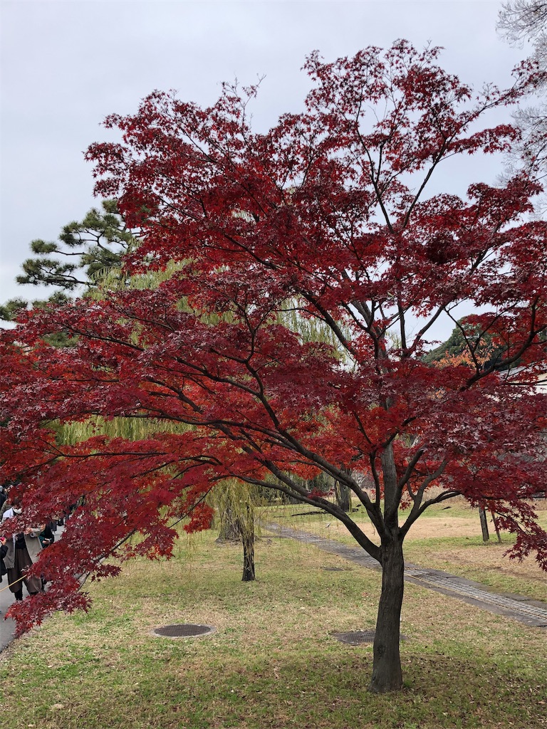 f:id:megmikke:20191201222325j:image