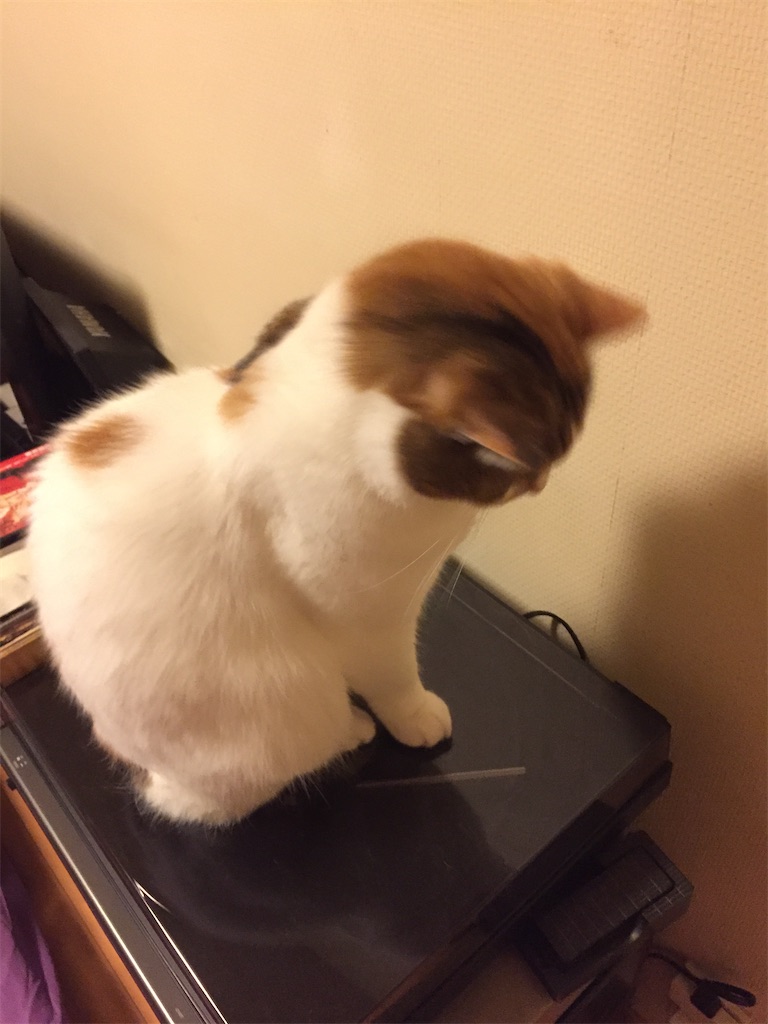 f:id:megmikke:20200522230628j:image