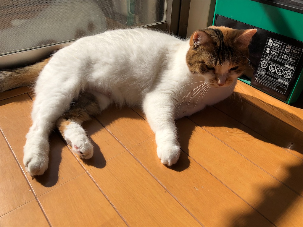 f:id:megmikke:20210307160917j:image