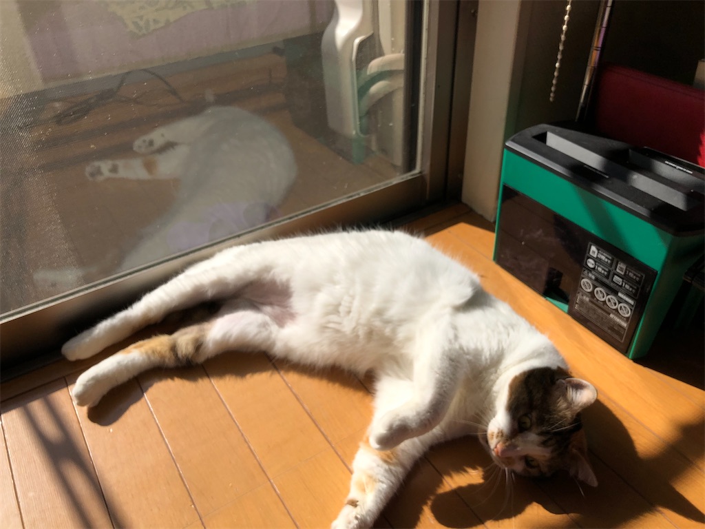 f:id:megmikke:20210307160920j:image