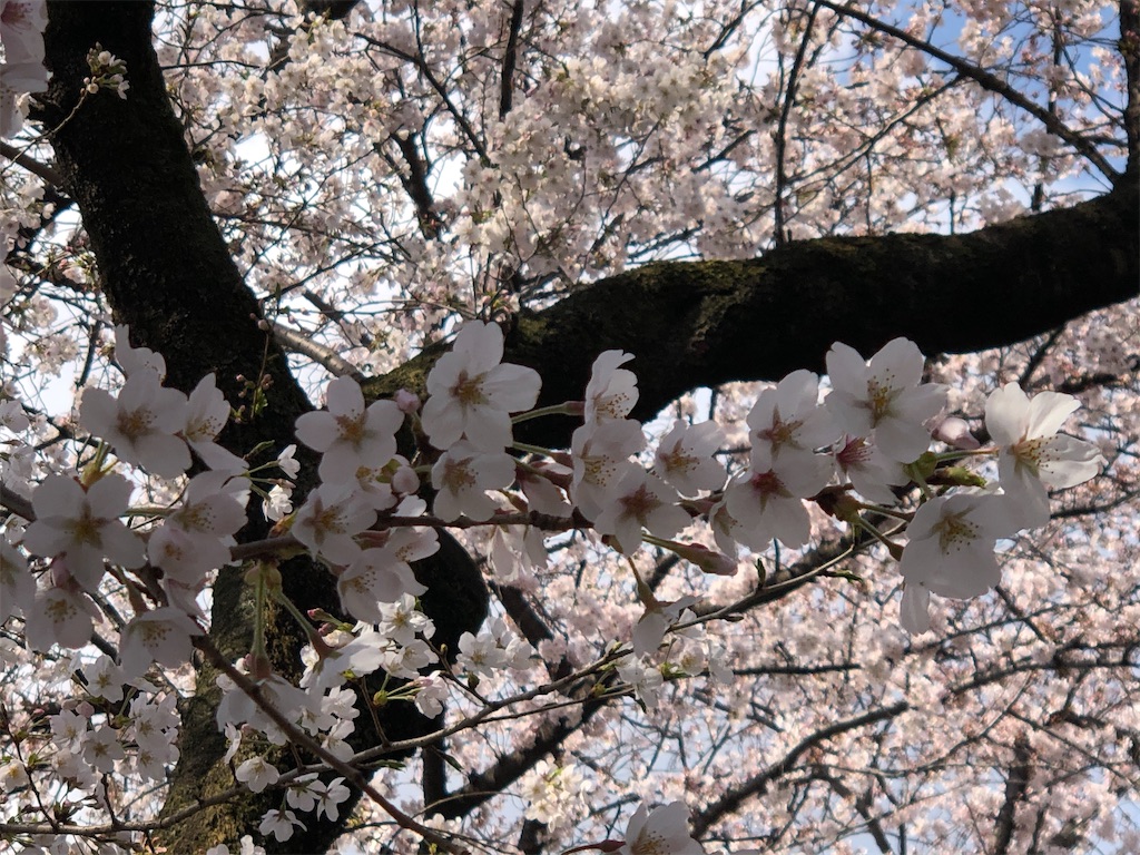 f:id:megmikke:20210328195655j:image