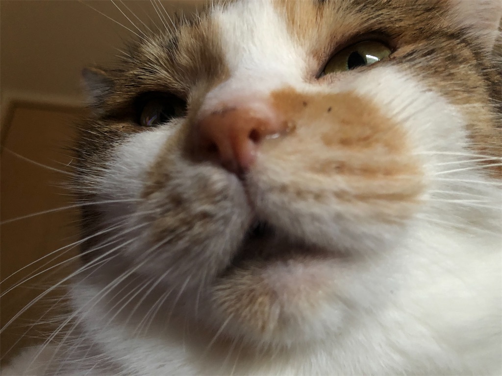f:id:megmikke:20210914224848j:image