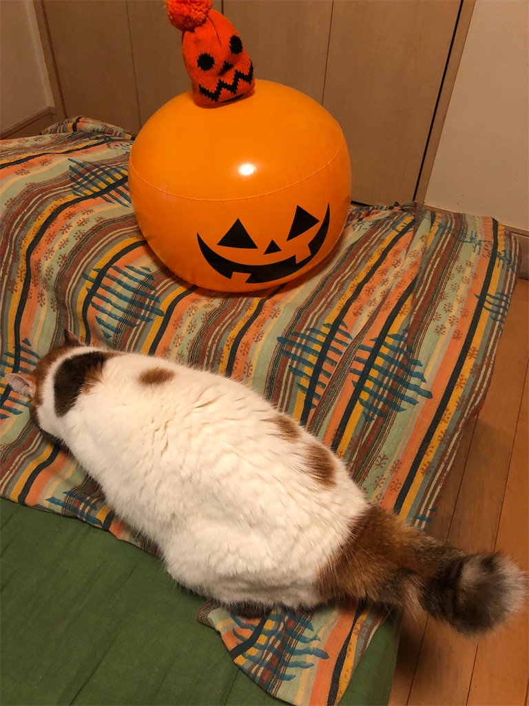 f:id:megmikke:20211029232633j:image