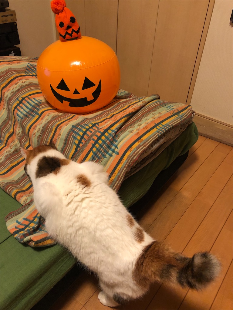 f:id:megmikke:20211029232638j:image