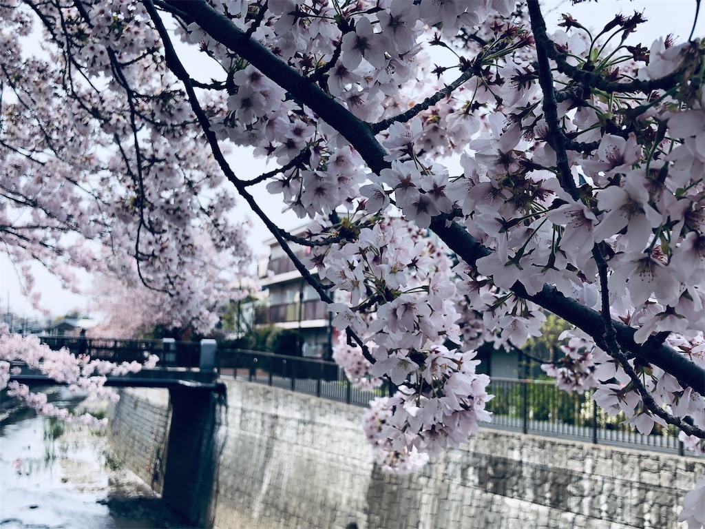 f:id:megmikke:20220403011204j:image