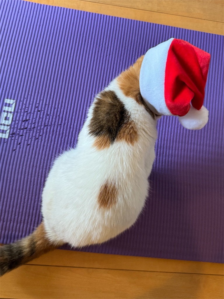 f:id:megmikke:20231204155638j:image
