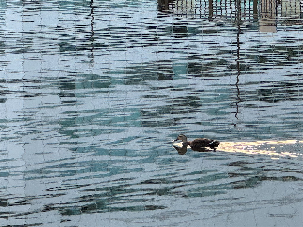 f:id:megmikke:20240218231846j:image