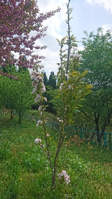 f:id:megmogstar:20190508071132j:image