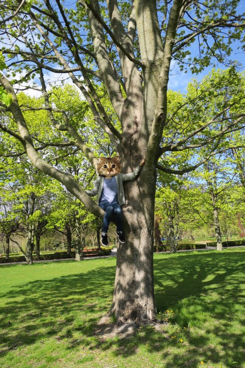 f:id:megricon:20180211221215j:plain