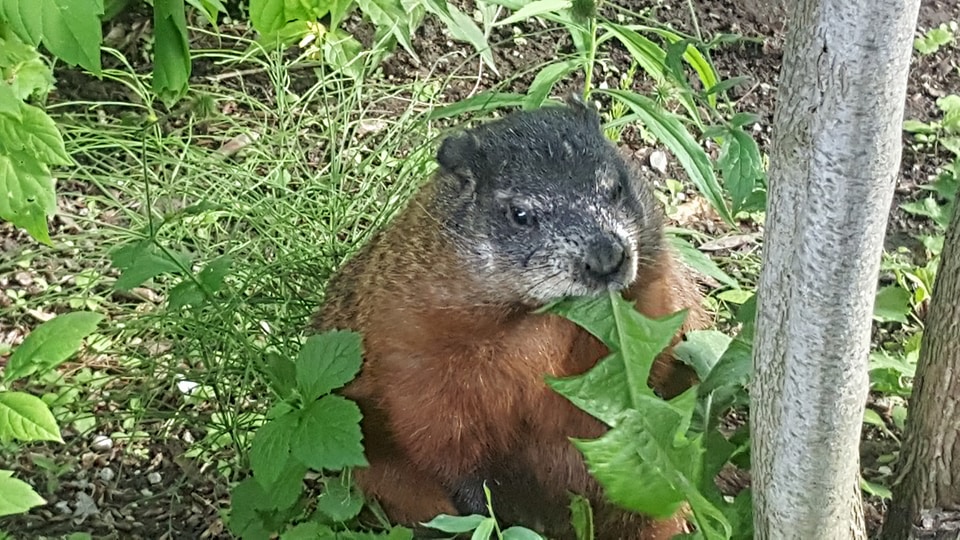 f:id:megricon:20180217195057j:plain