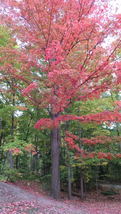 f:id:megricon:20180218095712j:plain