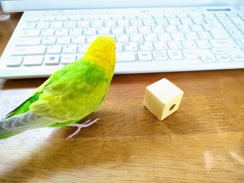 セキセイインコさんにおすすめのオモチャ、フォージングトイ。遊んで頭