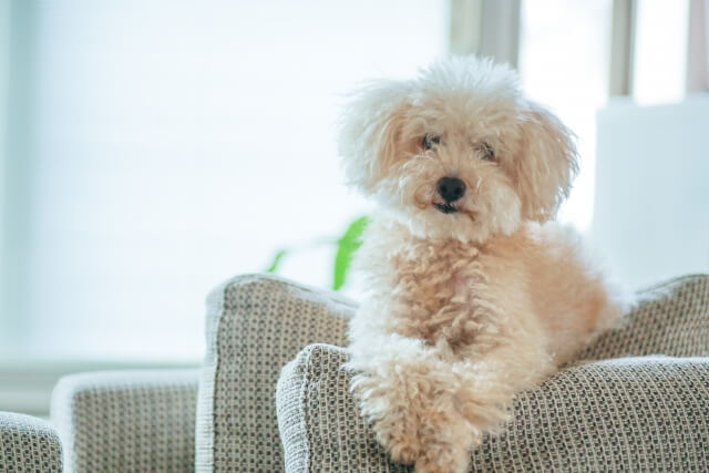 f:id:megu_8244:20190524024747j:plain