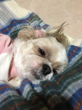 f:id:meguchi623:20130413193216j:image:w360