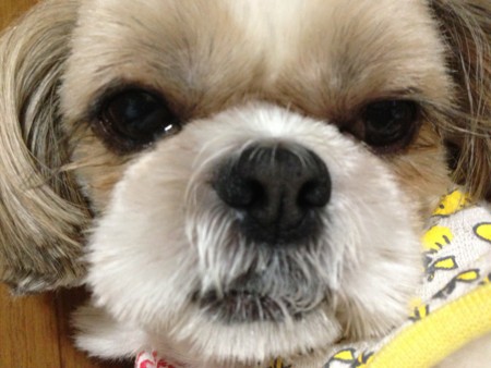 f:id:meguchi623:20130603221508j:image:w360