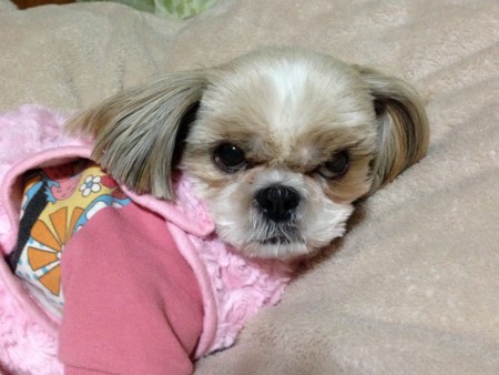 f:id:meguchi623:20131202203521j:image:w360