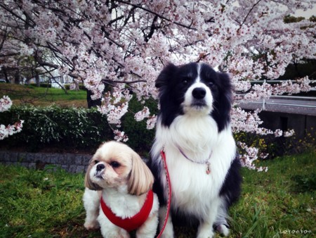 f:id:meguchi623:20140405190347j:image:w360
